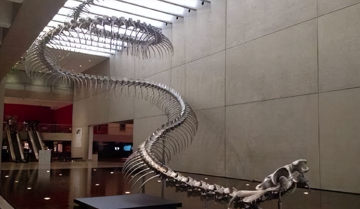 泰坦蟒是不是泰坦巨蛇,纪录片巨蛇之谜泰坦蟒