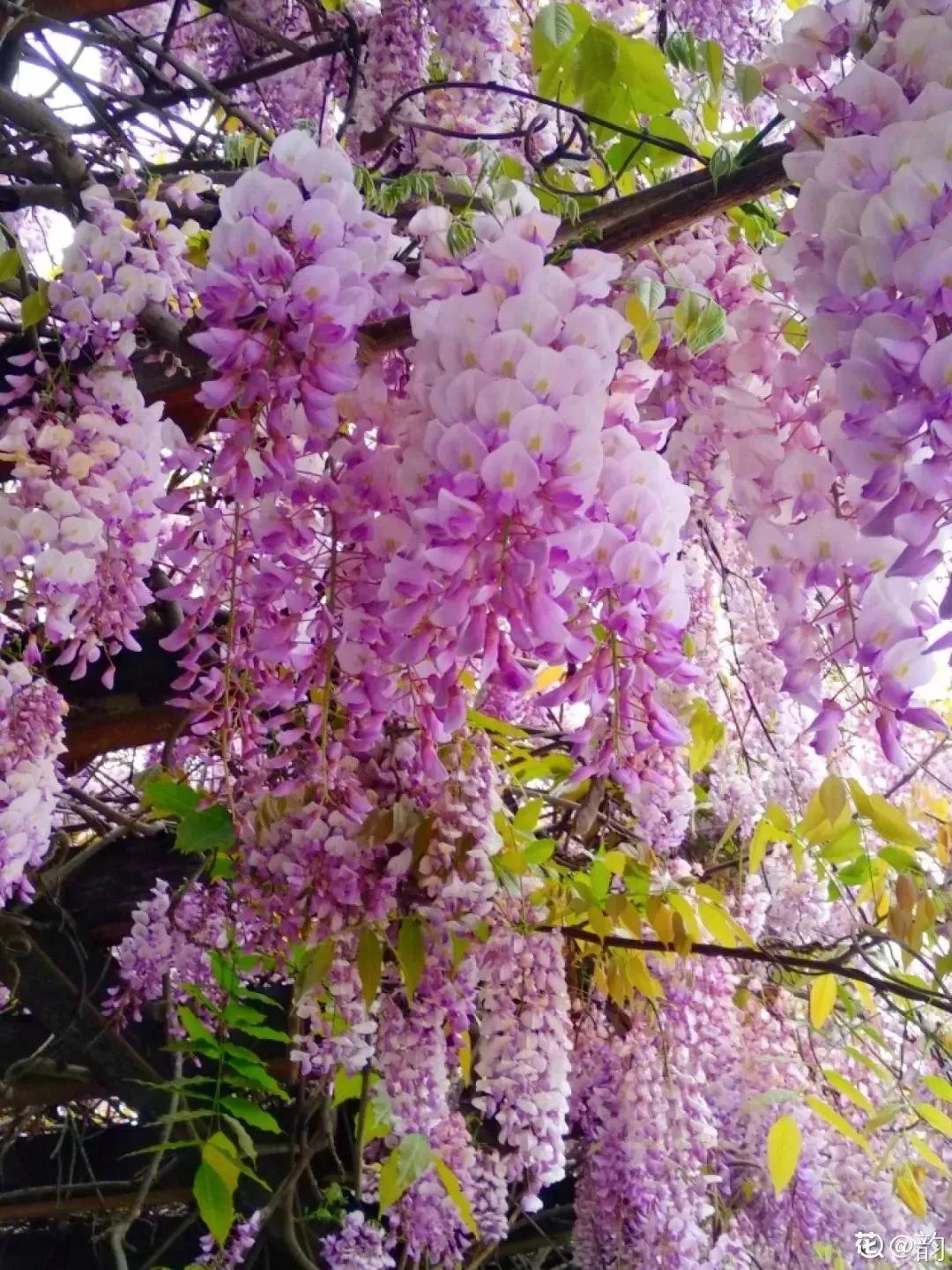 花草种类名称介绍,各种各样的花草名称大全