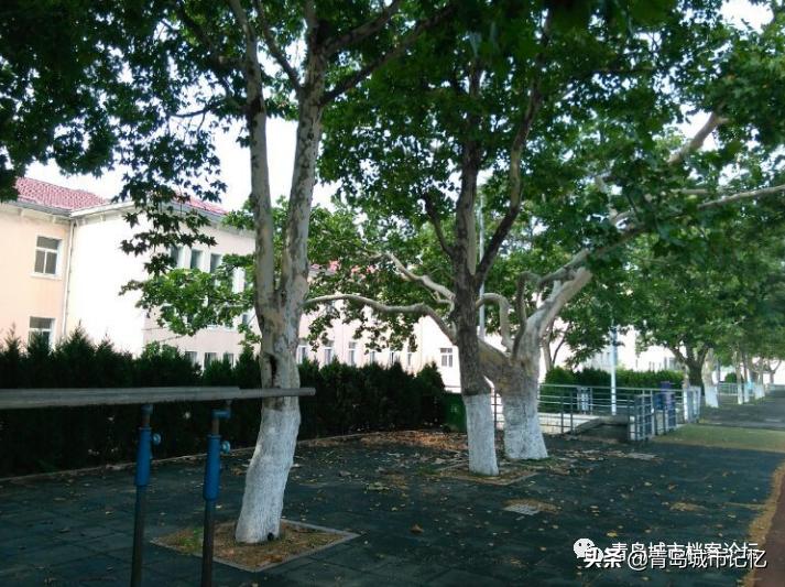 青岛市第十六中学简介,青岛第十六中老照片