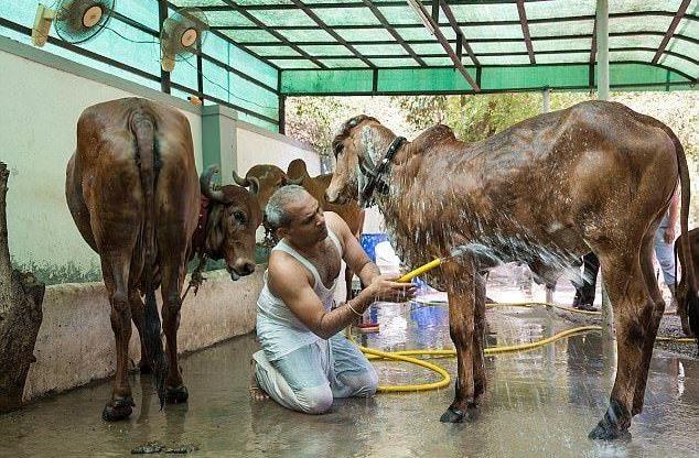 跟牛结婚的印度小伙现在怎么样了,印度男子花17万元与母牛结婚