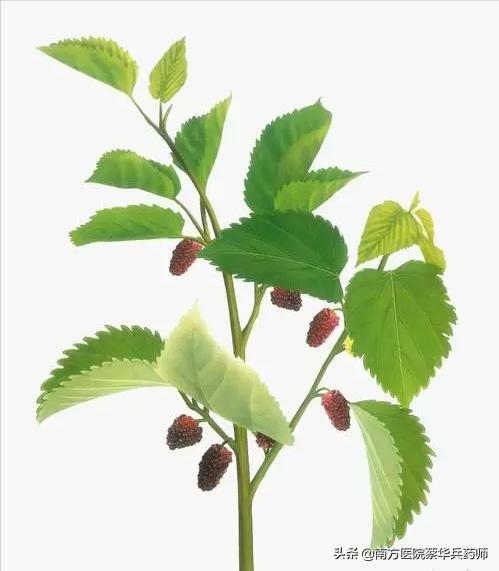 祛风湿关节筋骨疼屈伸不利的中药,一味草药治疗风湿关节肿痛偏方