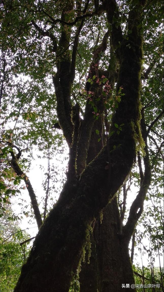 野生茶适合做什么茶,野生茶叶好喝吗