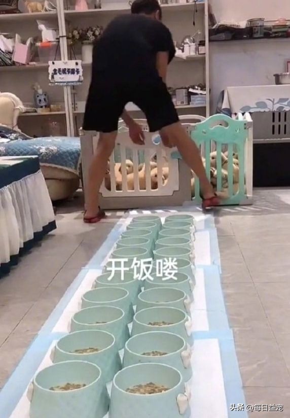 金毛生一窝19只,金毛一胎生了20只小奶狗