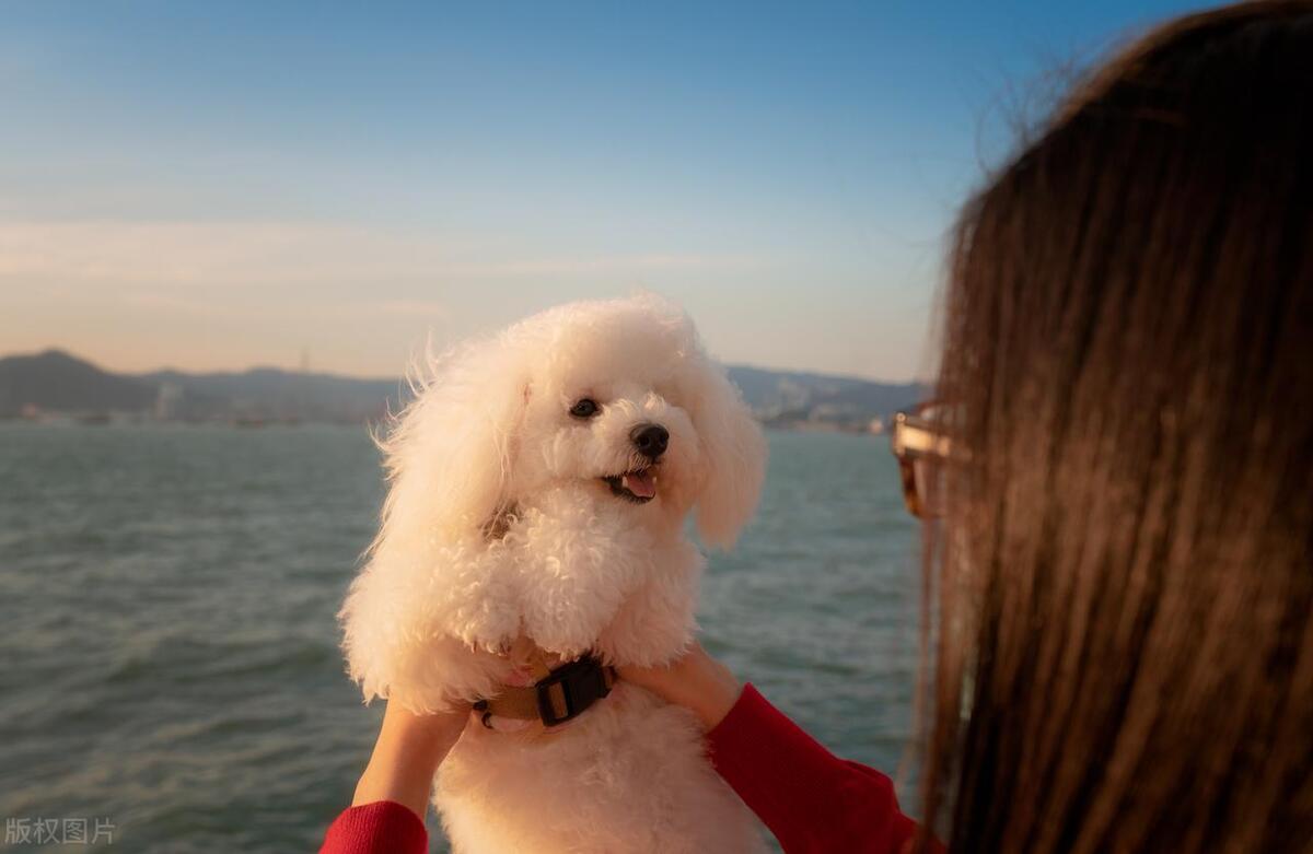 什么狗最好养又听话小型犬粘人,什么狗最好养不易生病小型犬呢