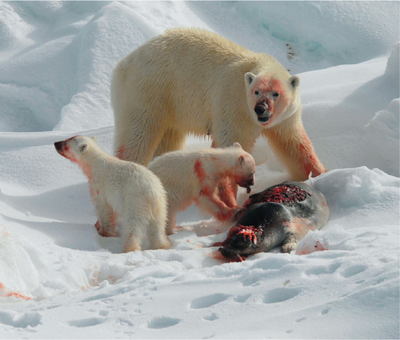 科莫多巨蜥杀死猎物真正原因,科莫多巨蜥撕咬猎物的全过程