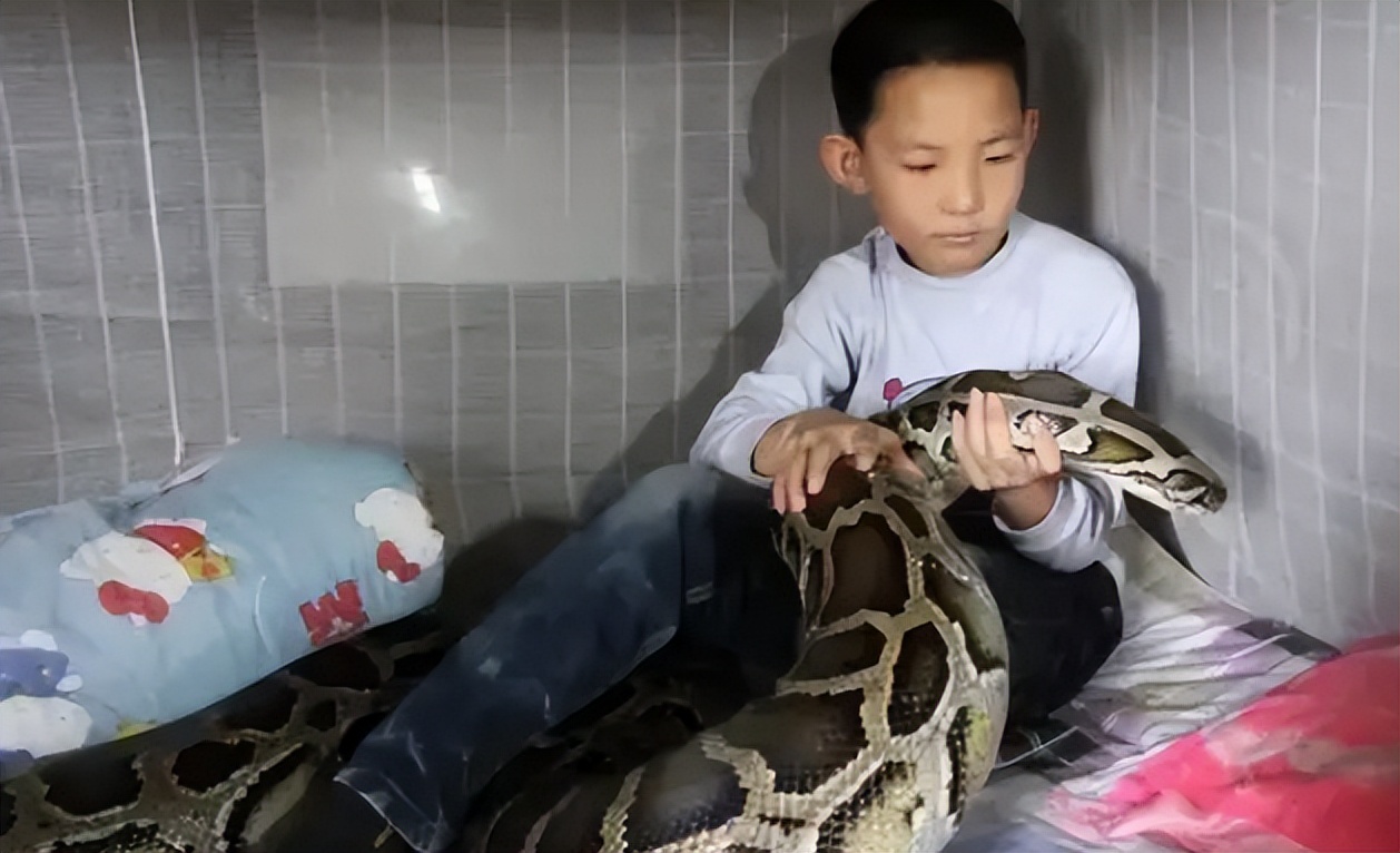 96年海南巨蟒,96年海南巨蟒事件真实情况