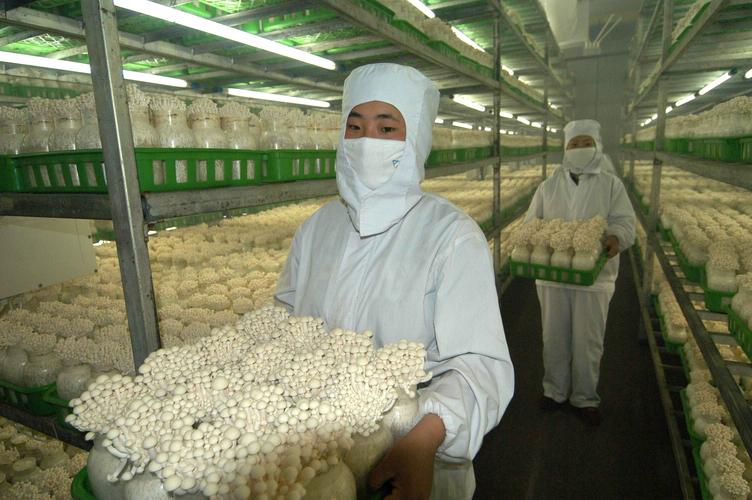 食用菌病害治疗方法,食用菌中常见病害