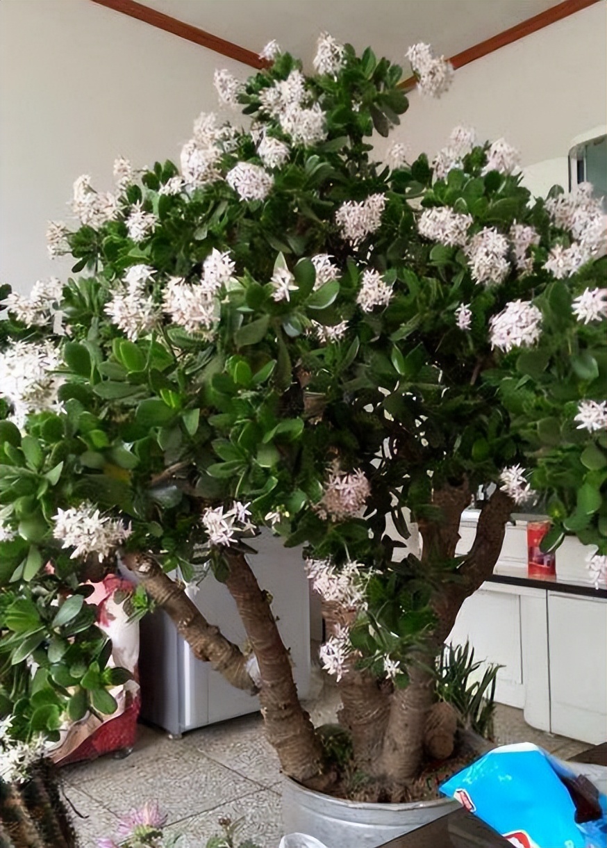 抗冻开花寓意旺家的盆栽植物花卉,旺家四季开花耐寒耐热植物