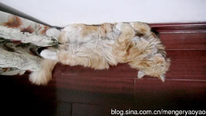 忧郁的毛毛小说,情缘伤感情歌