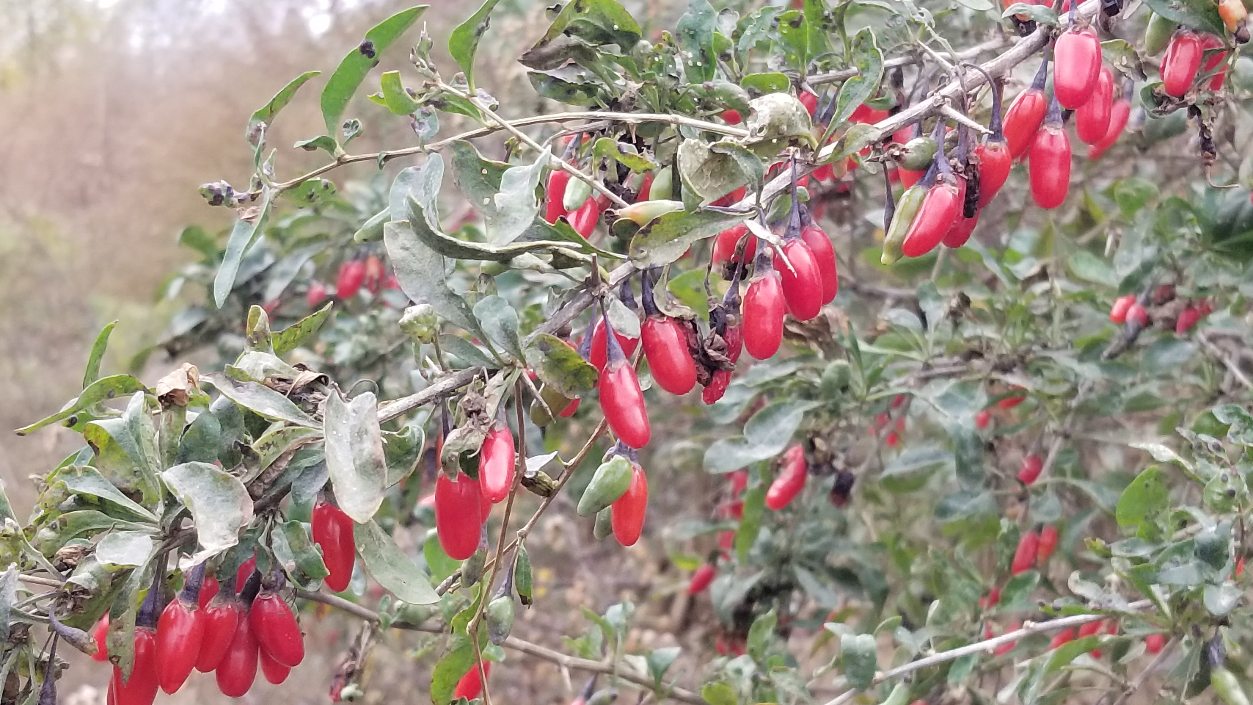 野生枸杞有什么药用价值,野生枸杞有什么作用