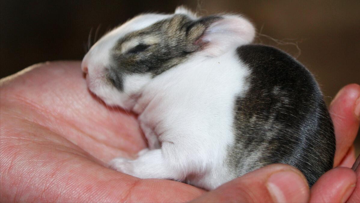 刚出生的仔兔怎么照顾,刚产下的兔仔怎么管理