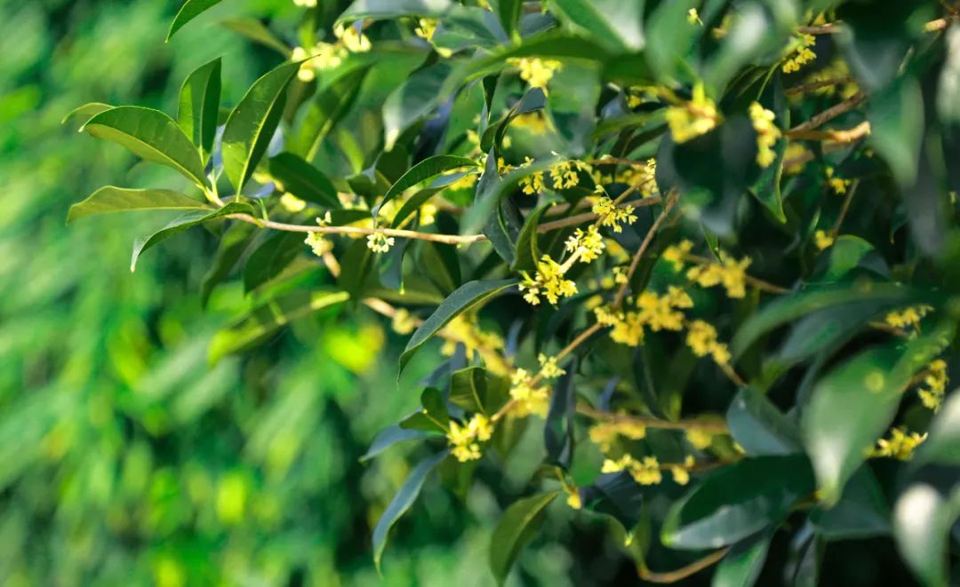 秋意渐浓，收藏十月咸宁的专属香气……