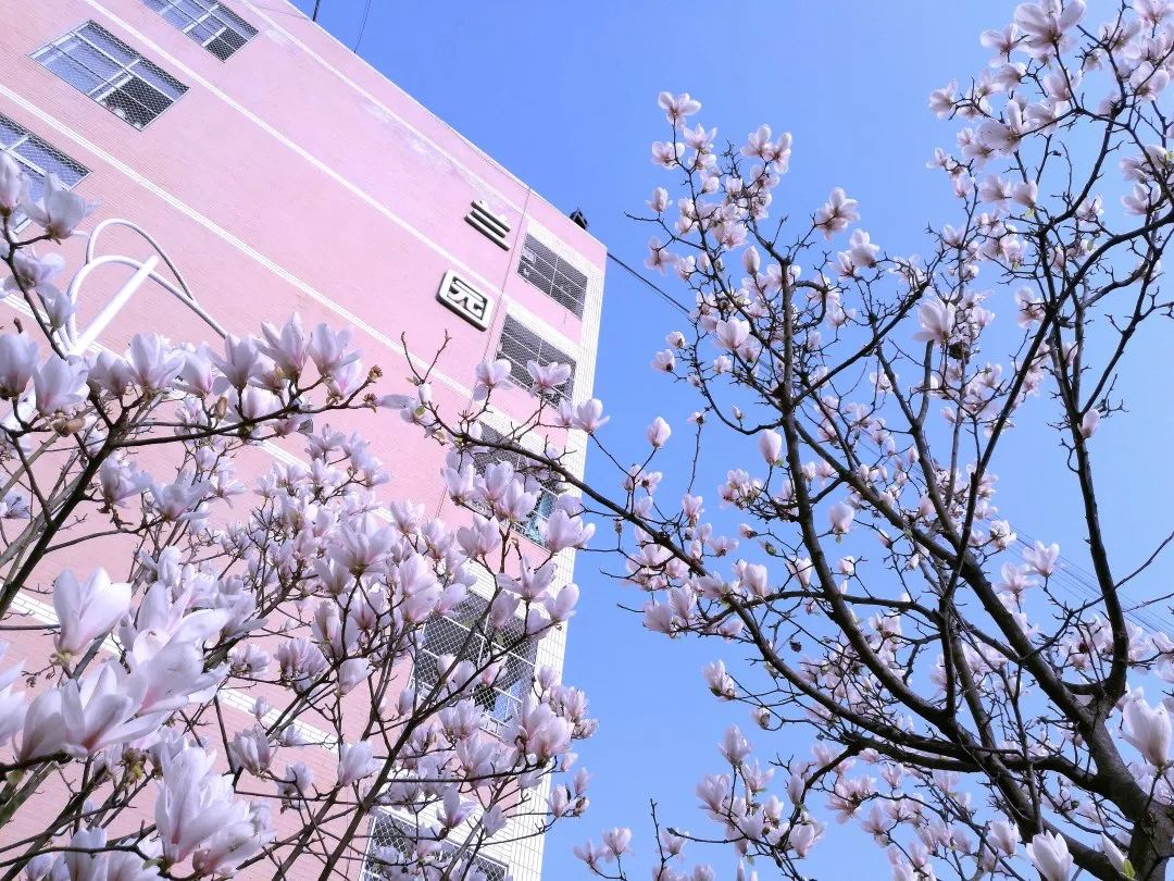 绵阳南实中学实验学校和南山双语,绵阳南山中学实验学校