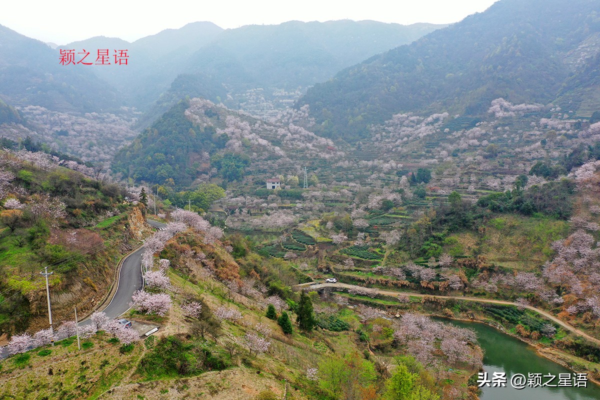 3月份看樱花去哪里看最好,三月中旬最值得去欣赏的樱花最美