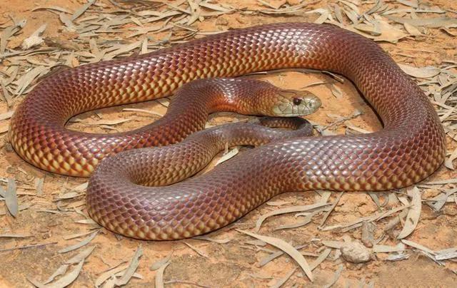 世界十大毒物动物,世界十大毒物排行榜的视频