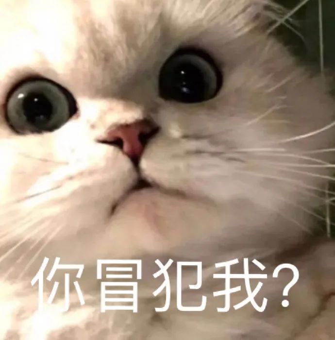 千万不要给猫吃的食物,这7种食物不要给猫吃
