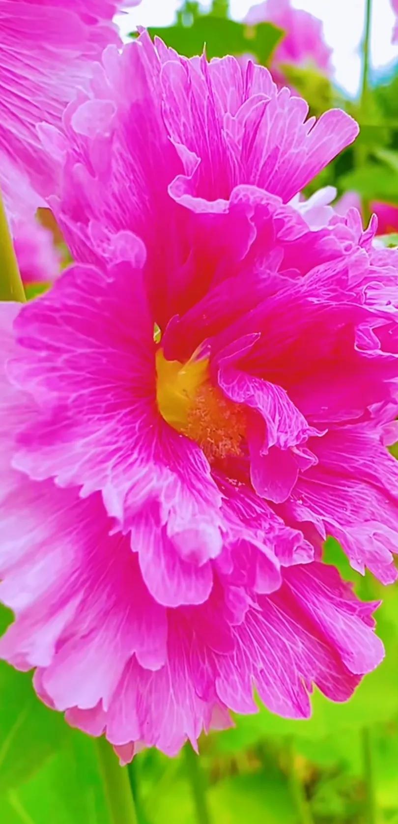 蜀葵花唯美大图片,世上最美的蜀葵花图片图文