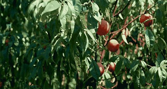 秦皇岛夏日美食攻略,去秦皇岛必吃的十种美食