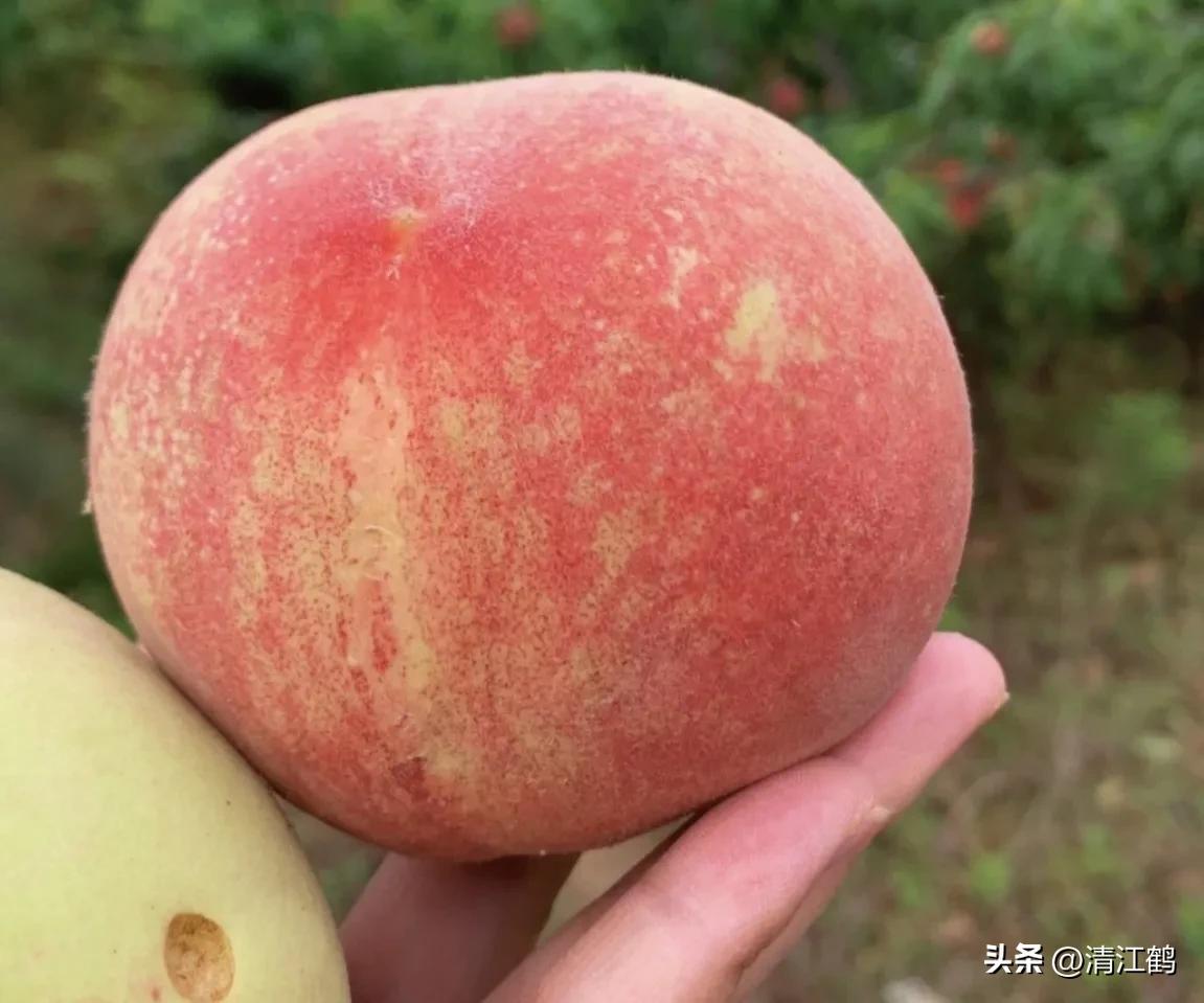 冬桃裂果是什么原因,冬桃烂心咋回事