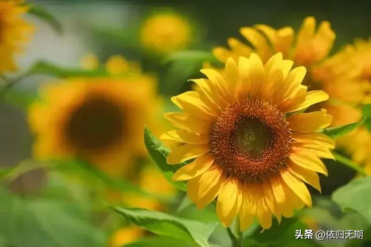 向日葵花海秋季,阳光照射下的向日葵花海