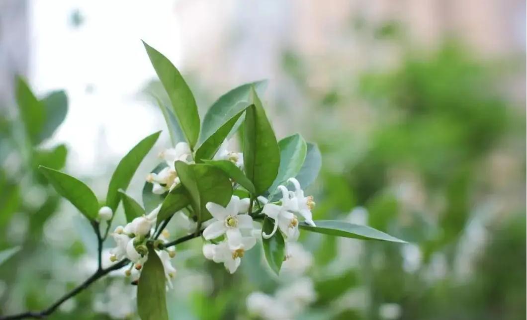 四川内江到云南旅游自驾游路线,重庆四川南充旅游线路攻略