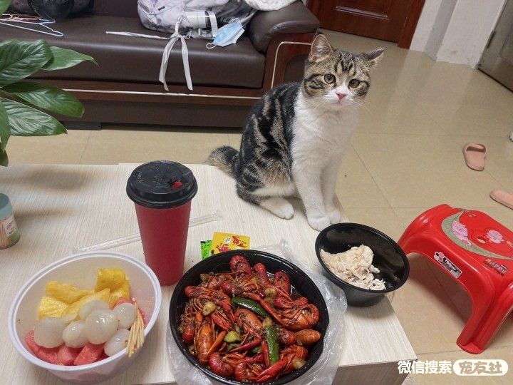 附近宠物店免费领养同城,猫狗领养平台免费赠送狗狗