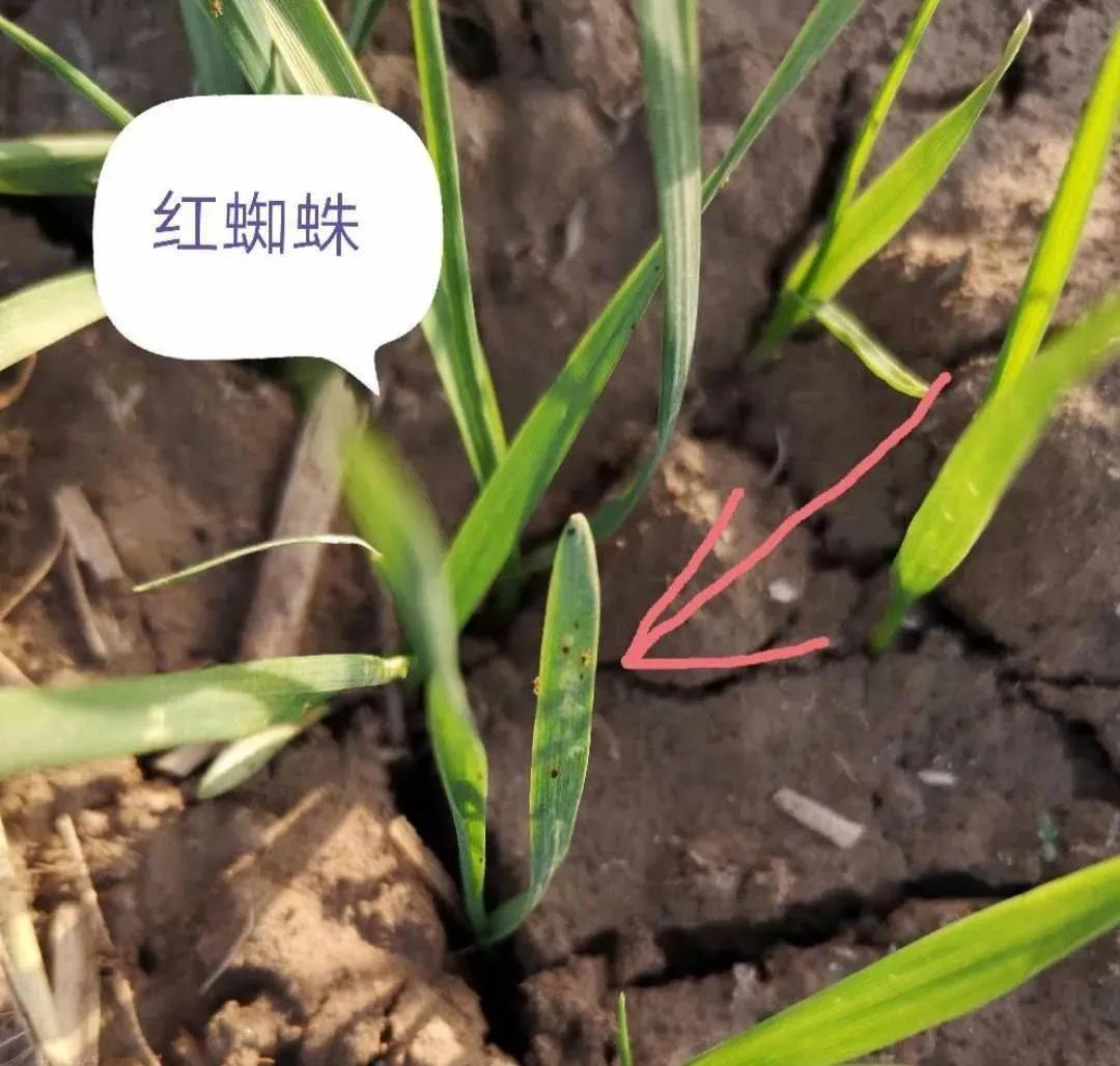 小麦红蜘蛛怎么样管理为好,农作物红蜘蛛怎么消灭