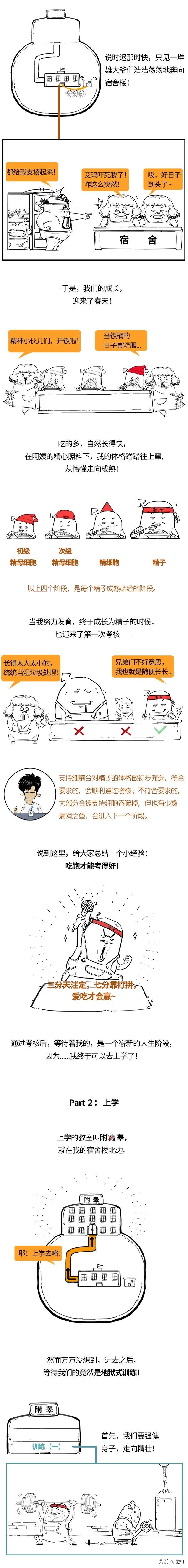 青春期男性遗精,青春期男性遗精规律