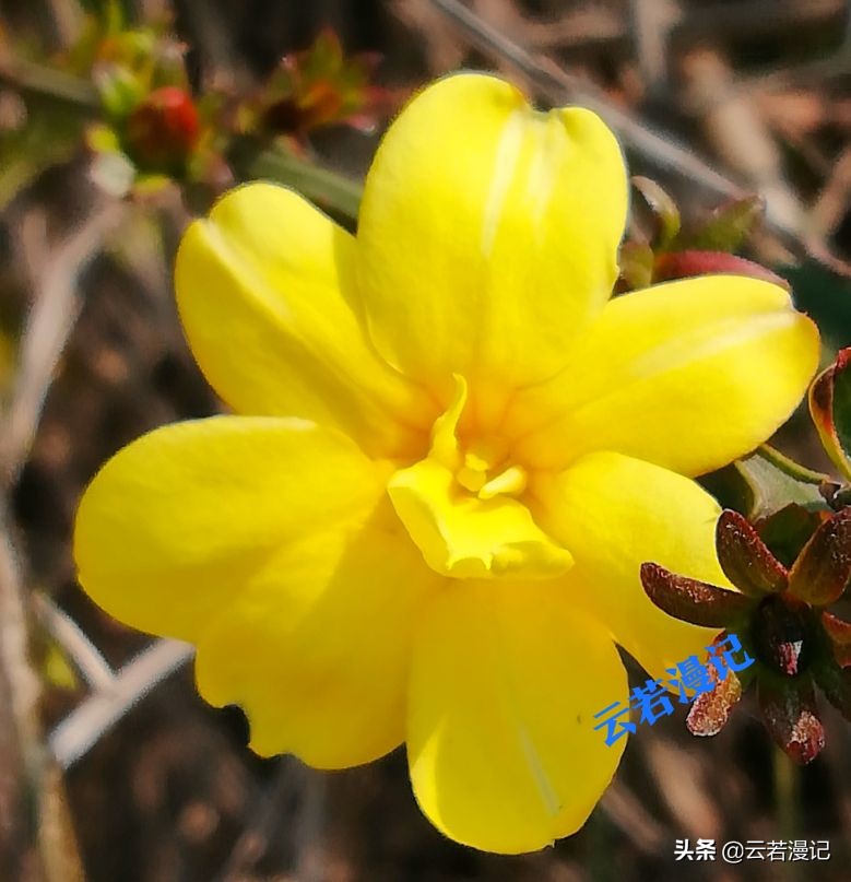 田园春色原创,春天田园春色