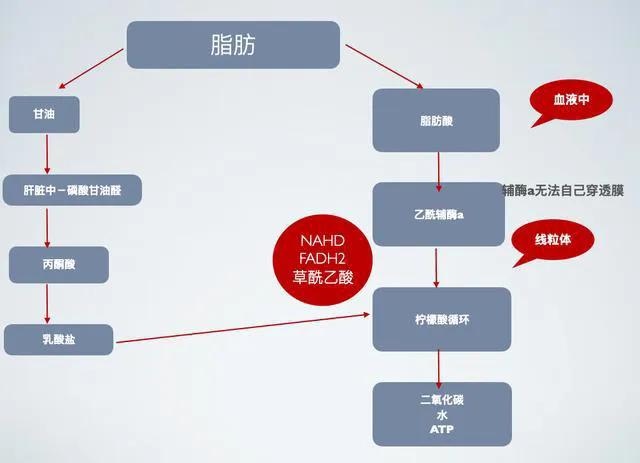 5个跑步呼吸技巧,5个跑步技巧视频