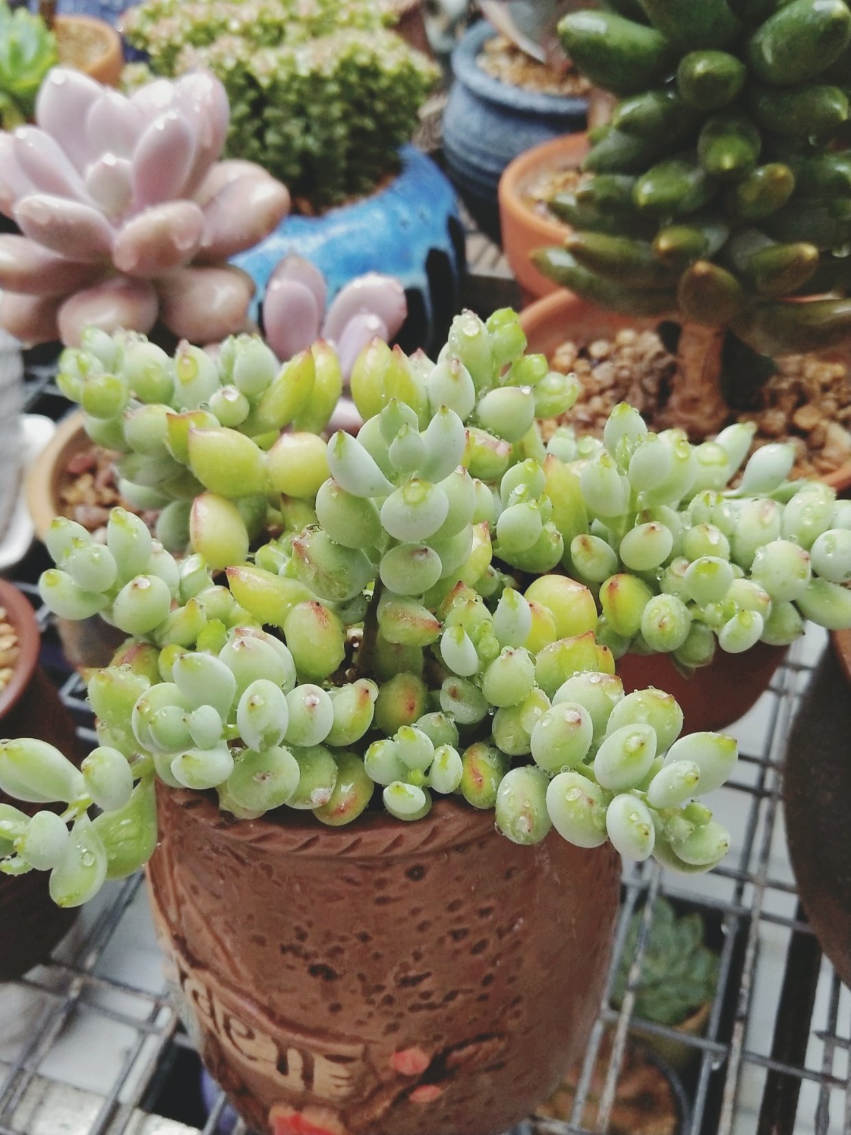 自带香味的叶子,有肉香的叶子