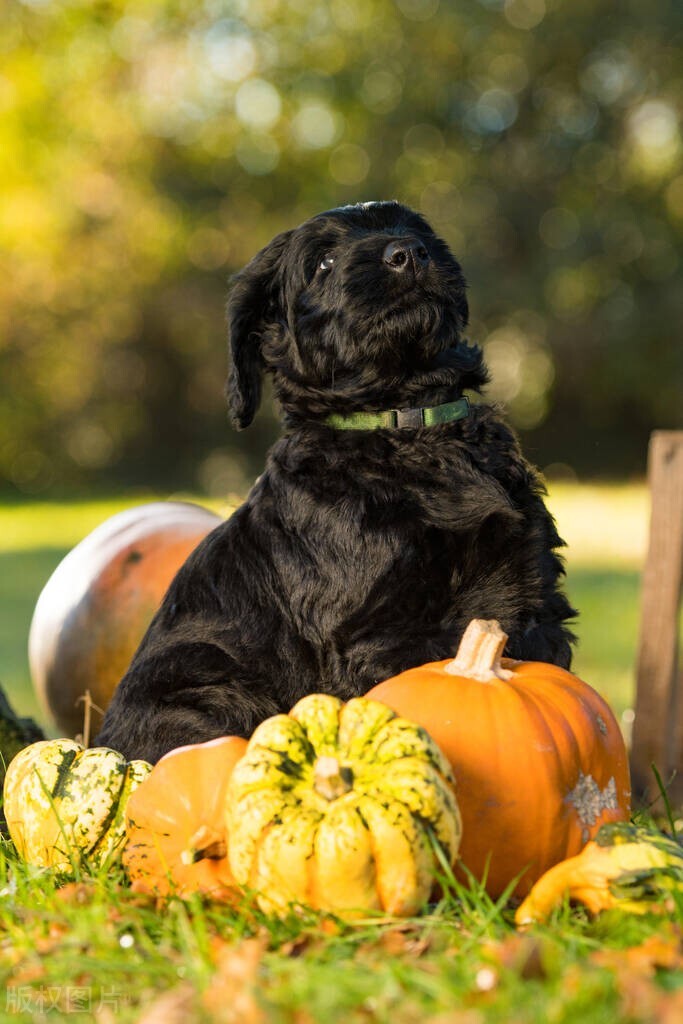 狗狗怀孕后会出现什么症状,狗狗怀孕后有什么表现