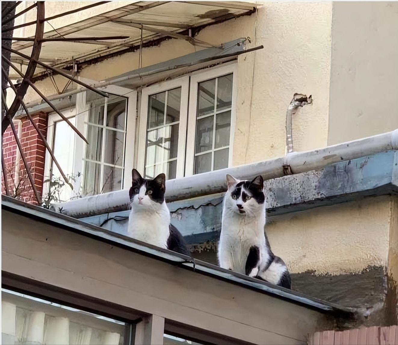 猫咪走丢了最快找回方法,猫咪走丢了怎么快速找回