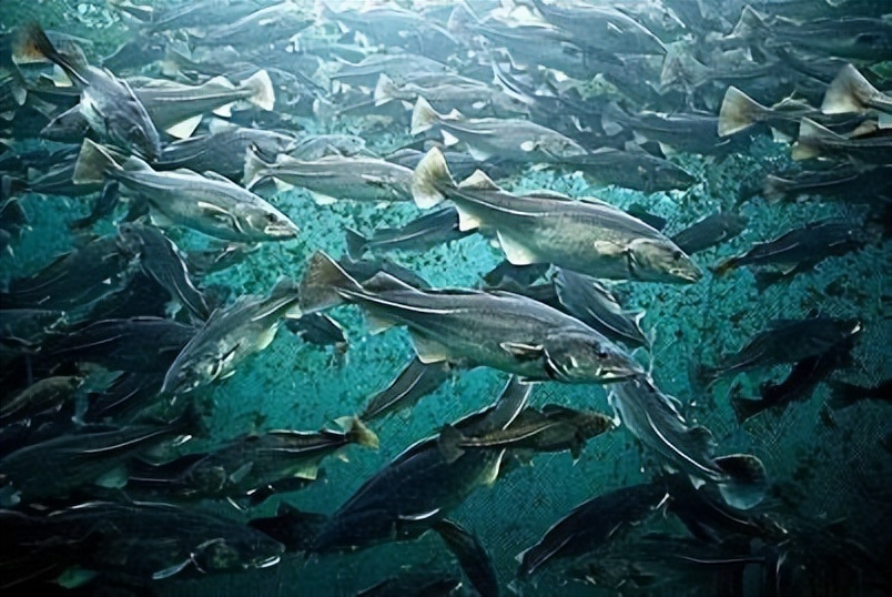 世界第一渔港,世界第一渔港为什么没有捕鱼