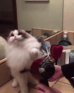 猫界中最不臭的几种猫,盘点那些闻到臭味的猫咪