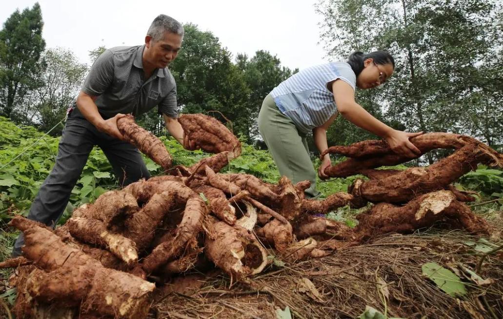 四川老汉挖出250斤人形树根,四川男子挖到人形树根