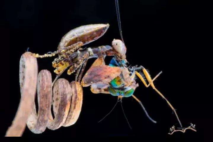 螳螂吃掉自己丈夫的头,螳螂为什么吃掉配偶螳螂吃蛇