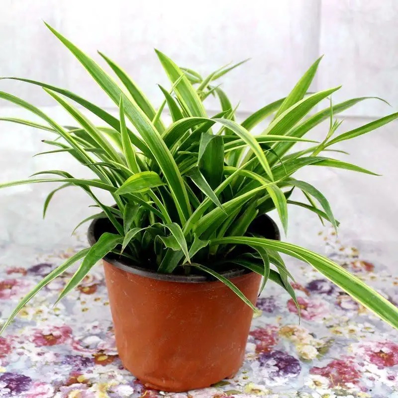 吊兰养活,普通吊兰怎么养才能更旺盛