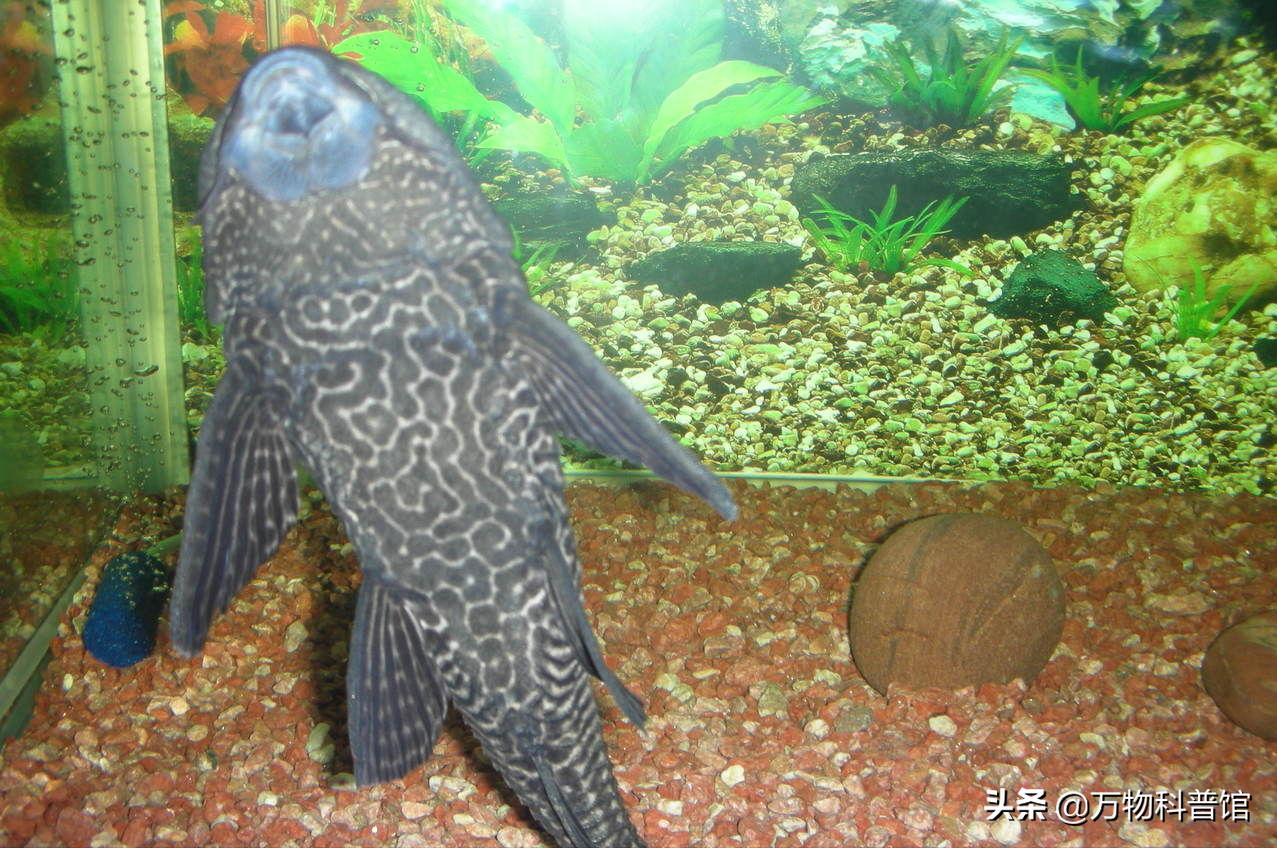 清道夫是怎么入侵我国的,清道夫入侵全球成灾