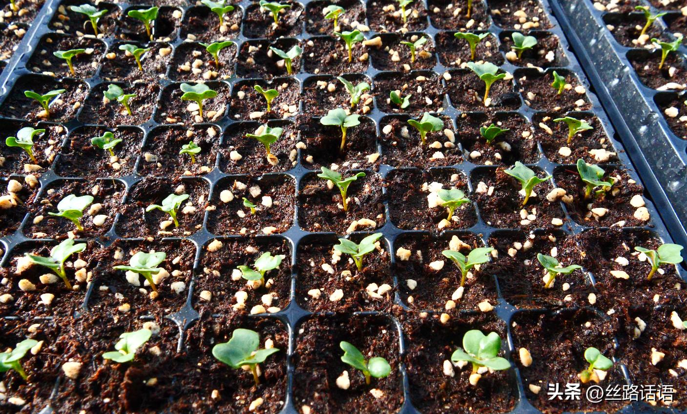 三抓三促春季造林,三抓三促七里河