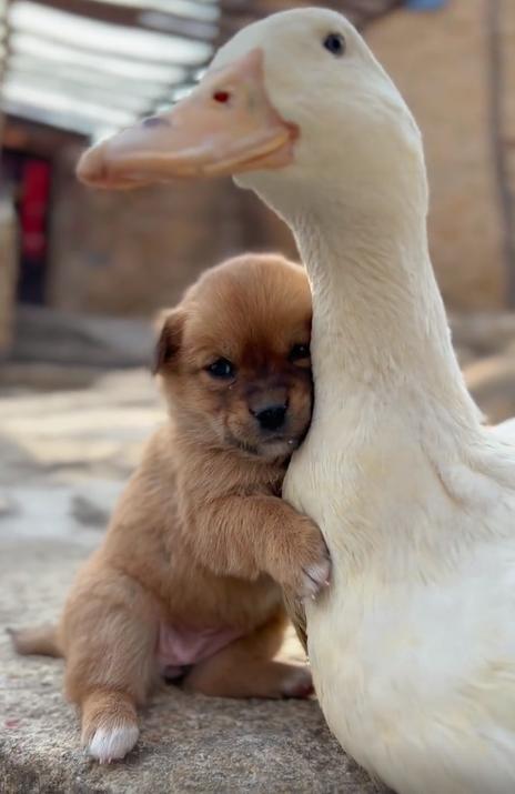“狗界巅峰”：“把鸭当妈”骑鸭背上，全网最萌小狗吸粉550万