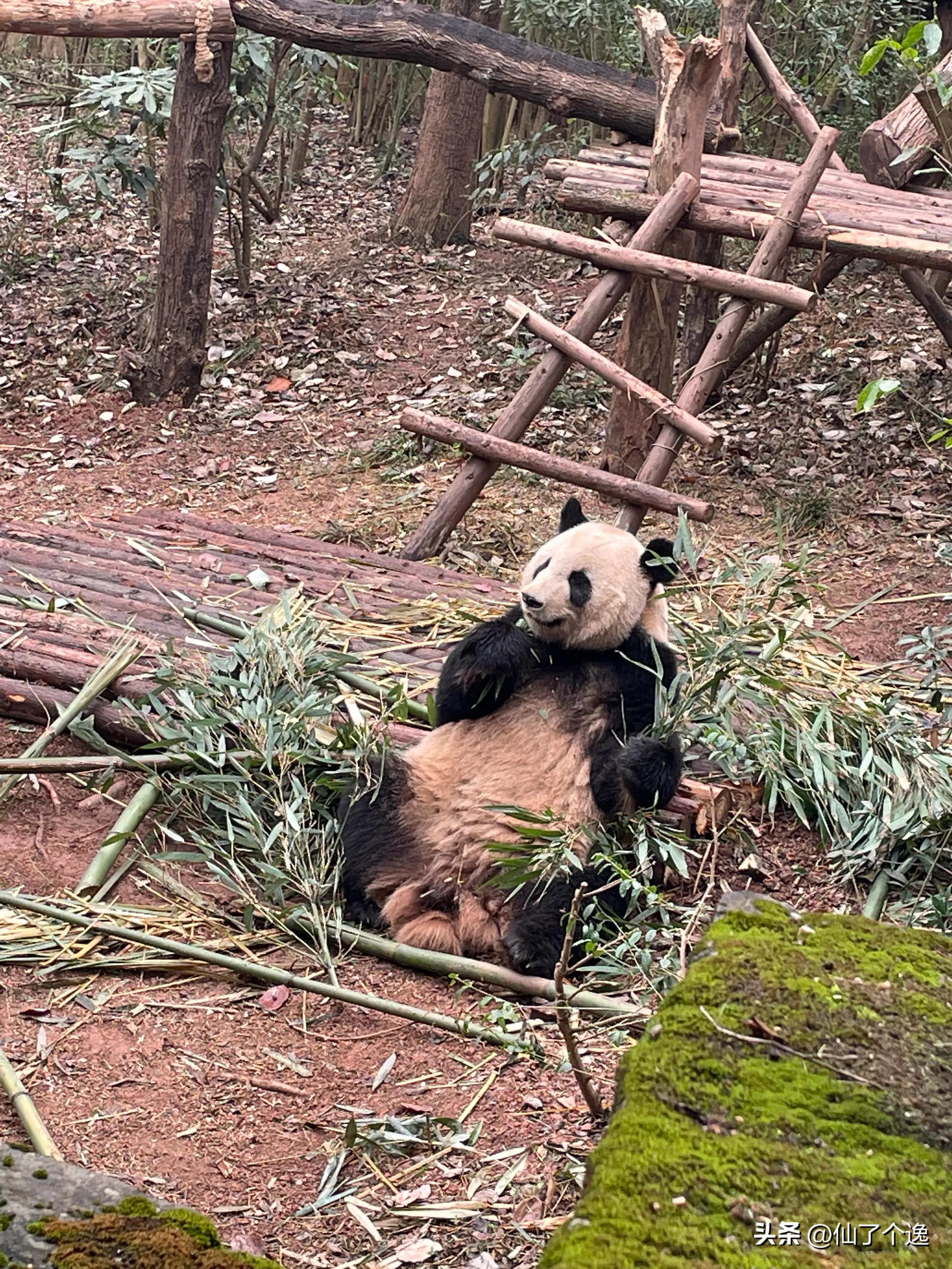 在外国看大熊猫怎么收费,中国5块看大熊猫