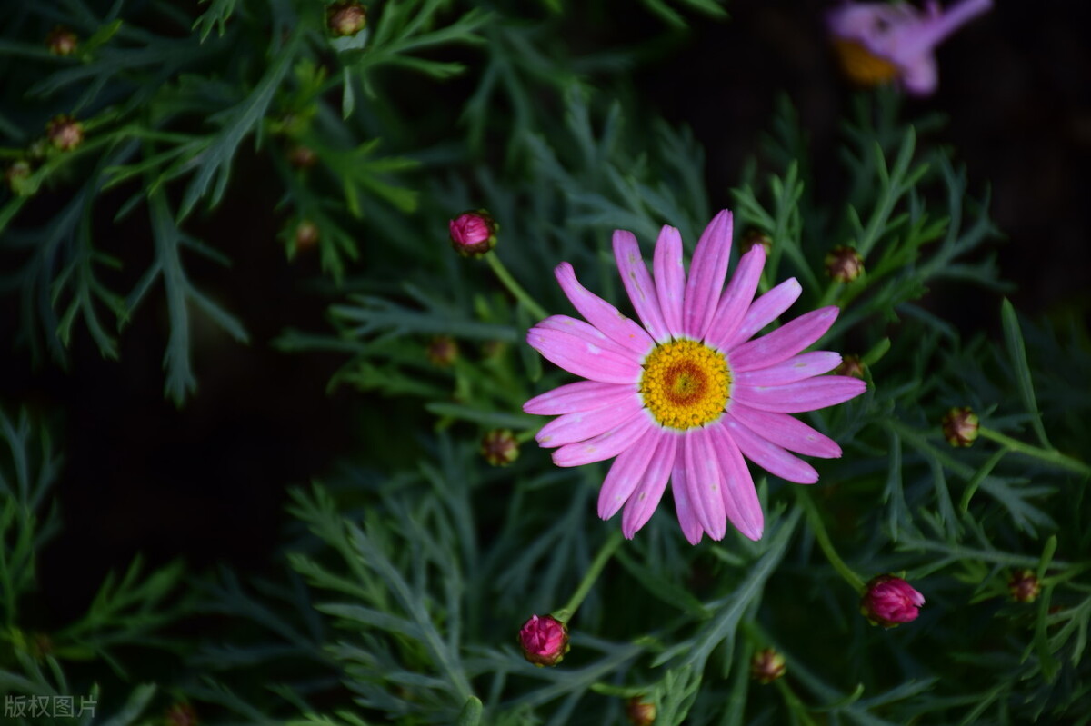 关于春花的古诗词绝美,关于春花的唯美的诗词
