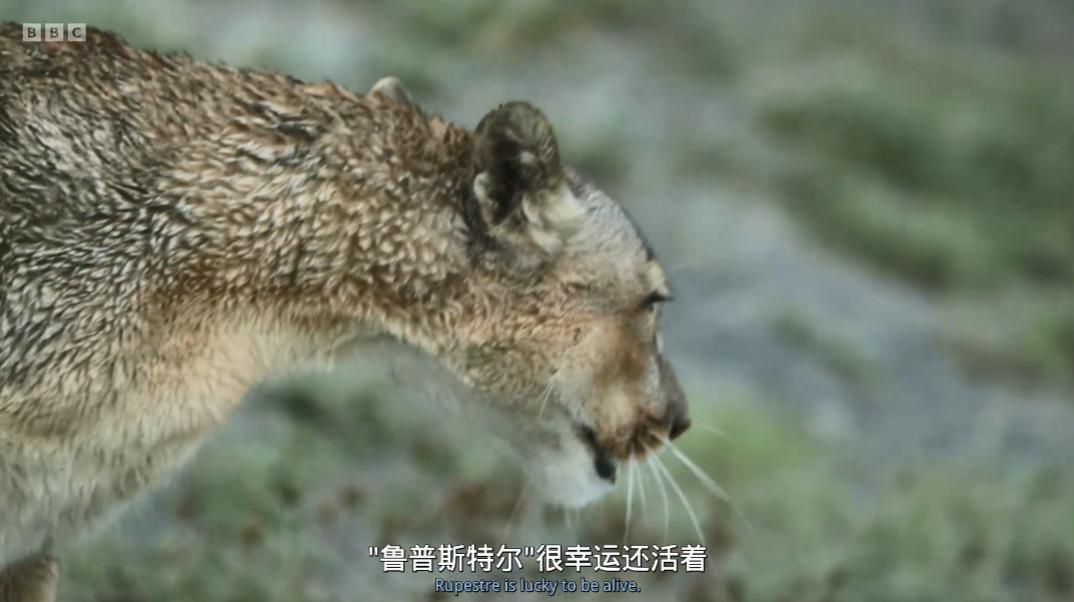 豆瓣评分甄嬛传,甄嬛传豆瓣深度分析