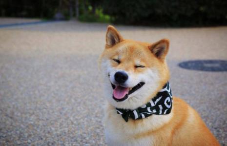 柴犬呕吐怎么处理,柴犬拉稀呕吐肚子一直叫怎么办