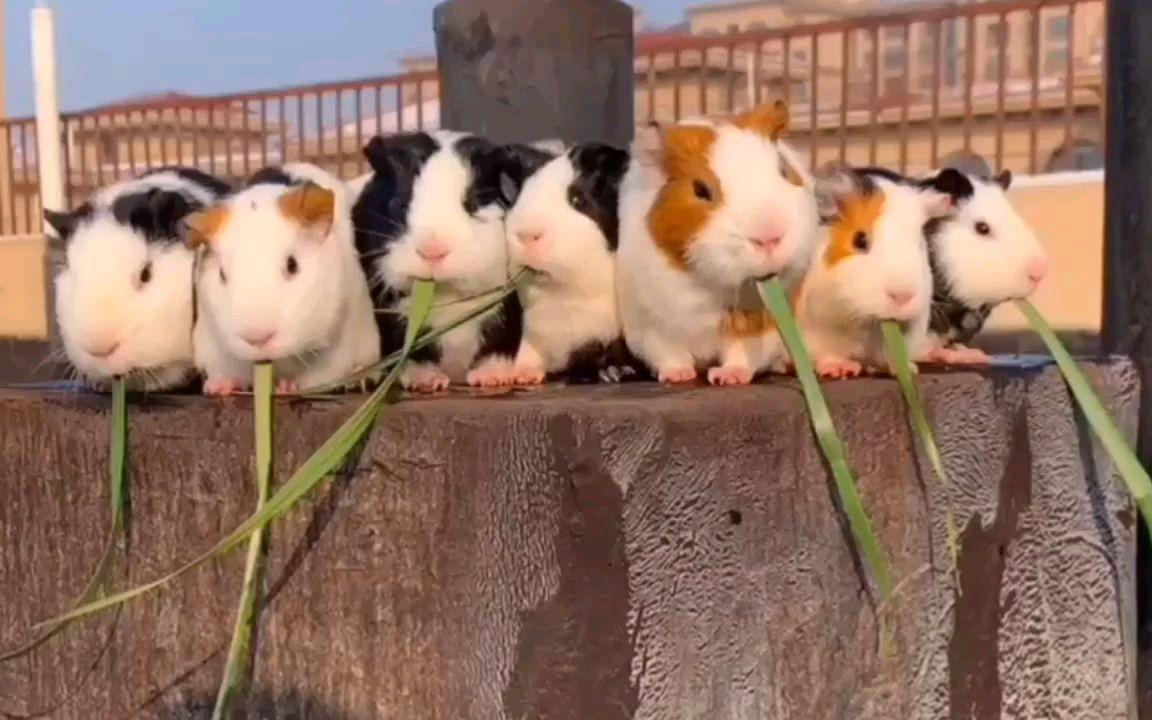 为什么人类的排泄物都是臭的？吃下去对身体有害吗？有人曾试过