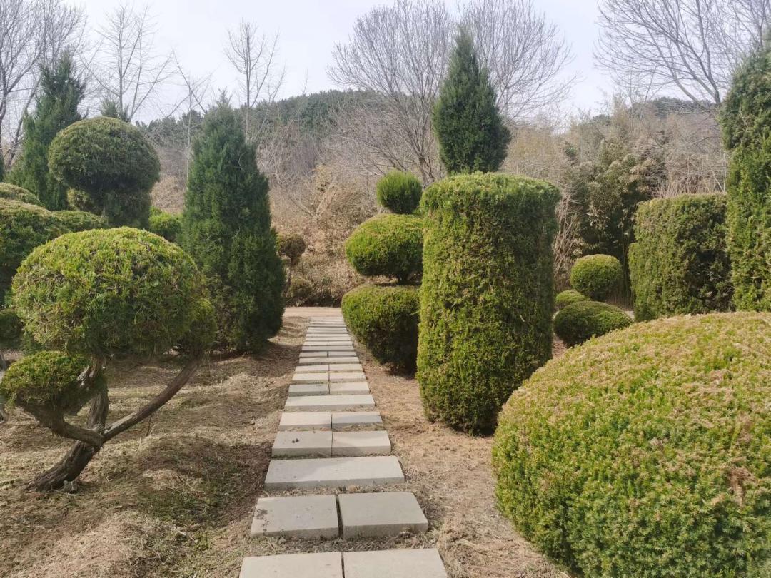 体育老师建了片银杏林，年门票收入数十万元，村民也沾光了