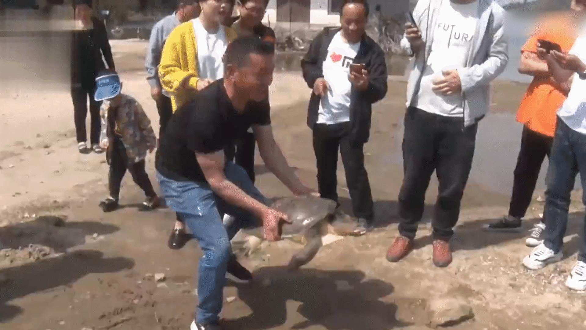 珍珠鳖在美国泛滥了吗,美国珍珠鳖对生态危害