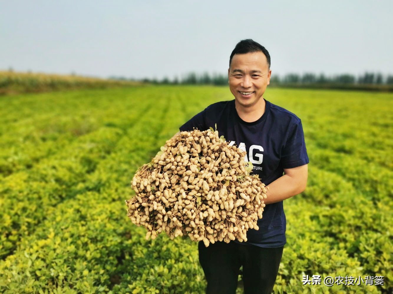 大田作物换茬有什么好处,什么叫轮茬种植