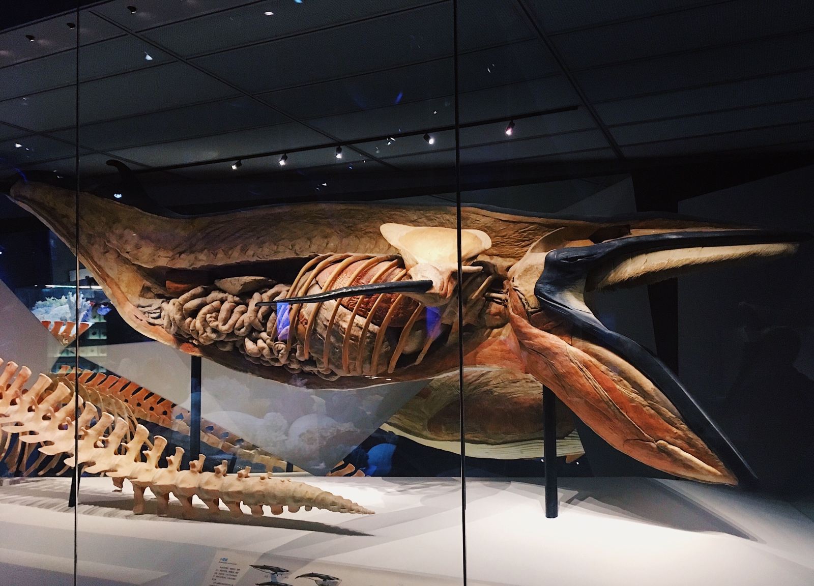 天津国家海洋博物馆参观感受,天津海洋博物馆到天津航母公园